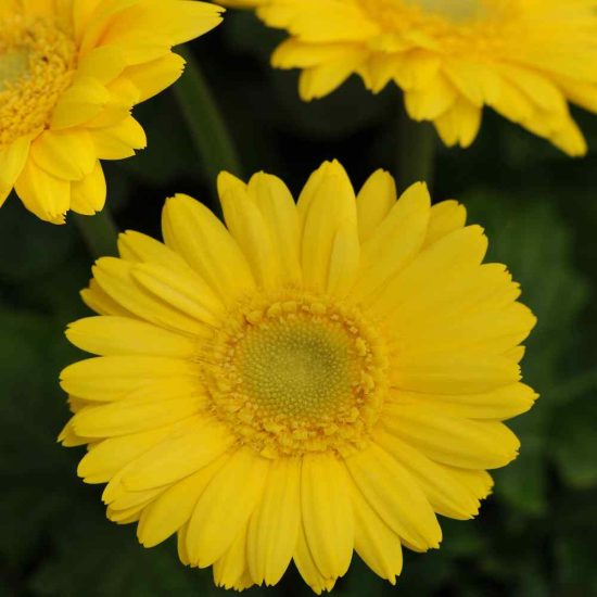 Majorette Yellow Dark Eye Gerbera Seeds - Image 3