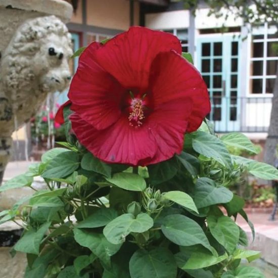 Honeymoon Deep Red Hibiscus Seeds - Image 2