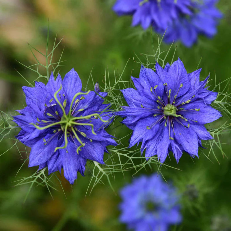 love-in-a-mist-persian-jewels-indigo-blue-shk-2 Persian Jewels Indigo Blue Nigella Seed - Image 1