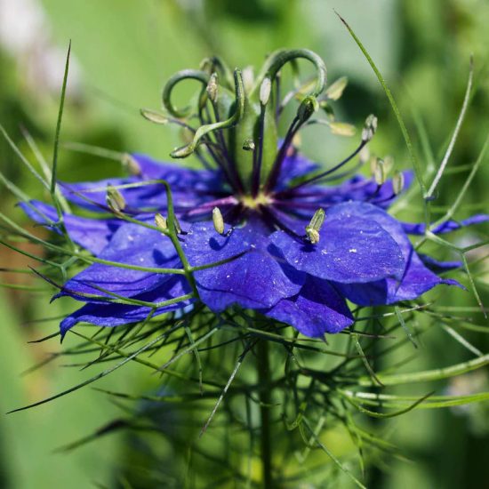 Persian Jewels Indigo Blue Nigella Seed - Image 2