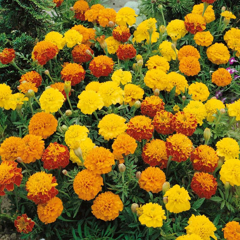 marigold-french-dwarf-petite-mix-ndp-1 Hot Pak Mixture Marigold Seeds - Image 1