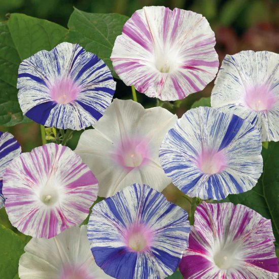 Harlequin Mix Morning Glory Seeds - Image 6