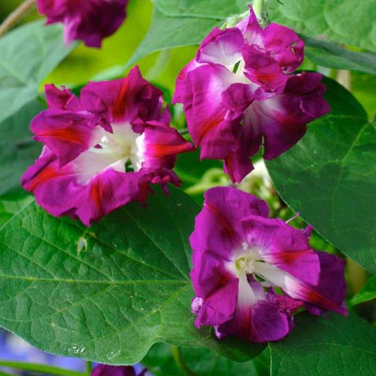 Split Second Morning Glory Vine Seeds - Image 2