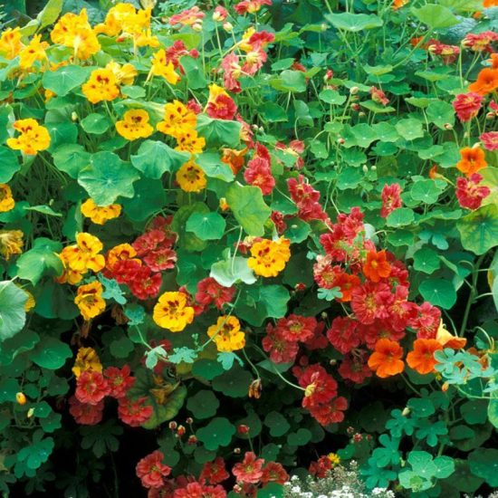 Jewel of Africa Nasturtium Seeds - Image 2