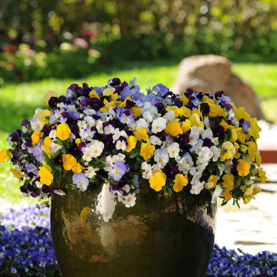 Cool Wave Mix Pansy Seeds - Image 4