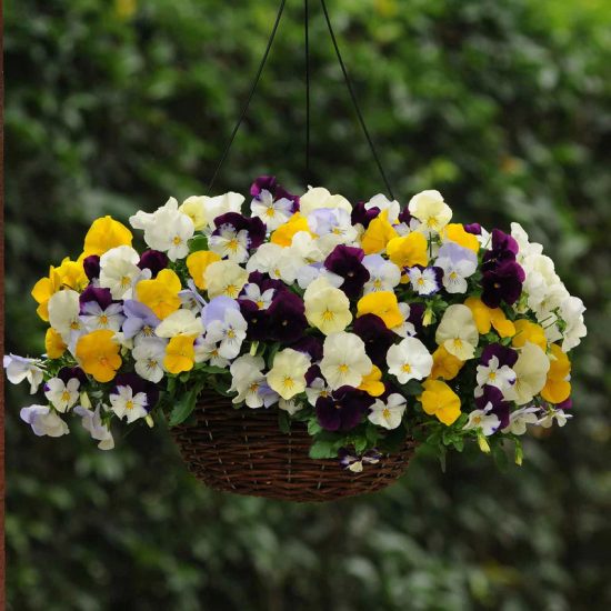 Cool Wave Mix Pansy Seeds - Image 3
