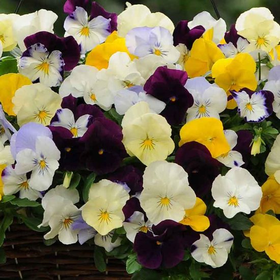 Cool Wave Mix Pansy Seeds - Image 2