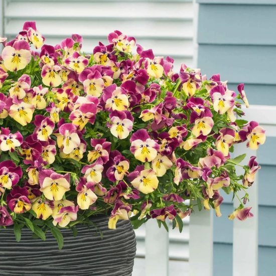 Cool Wave Strawberry Swirl Pansy Seeds - Image 2