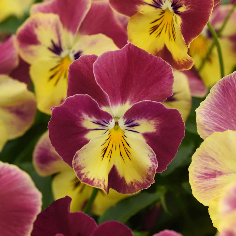 pansy-cool-wave-strawberry-swirl-bal-2 Cool Wave Strawberry Swirl Pansy Seeds - Image 1