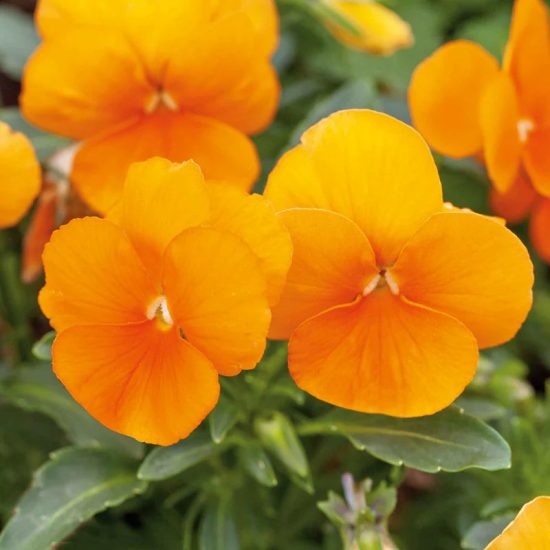 DeluXXe Orange Pansy Seeds
