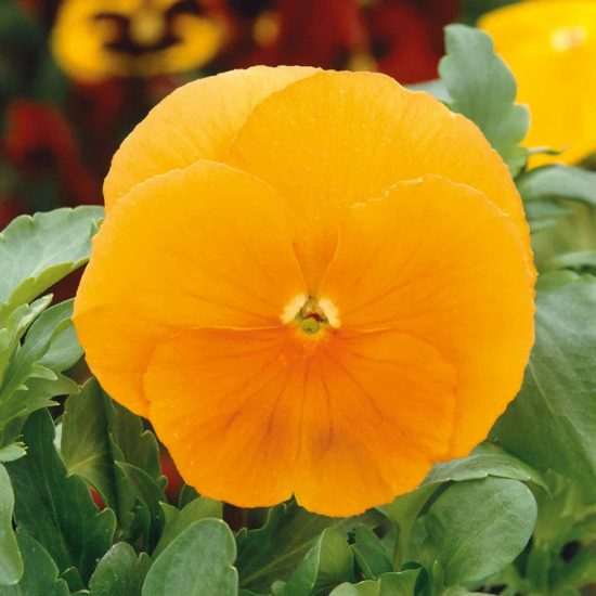 DeluXXe Orange Pansy Seeds - Image 2