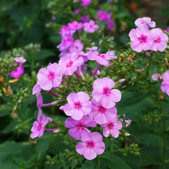 Brilliant Annual Phlox Seeds - Image 3
