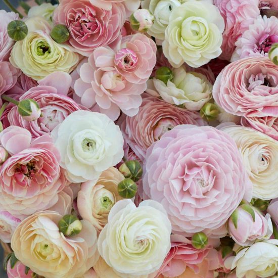 Pastel Mix Ranunculus Seeds