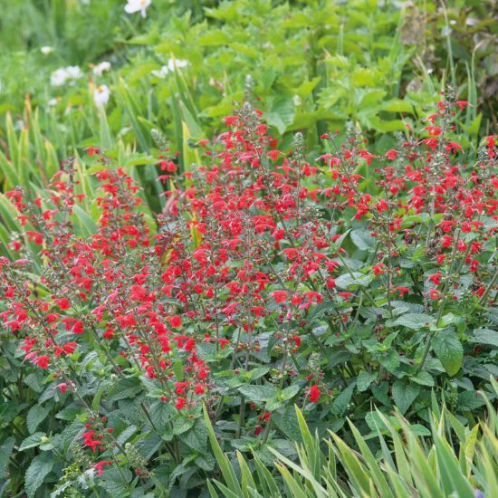 Summer Jewel Red Salvia Seeds - Image 2