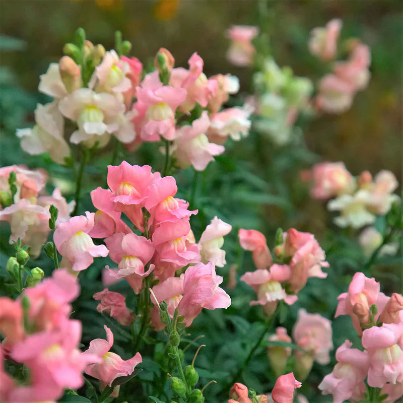 snapdragon-appleblossom-aly-2 Snapdragon Twinny Appleblossom Seeds - Image 1