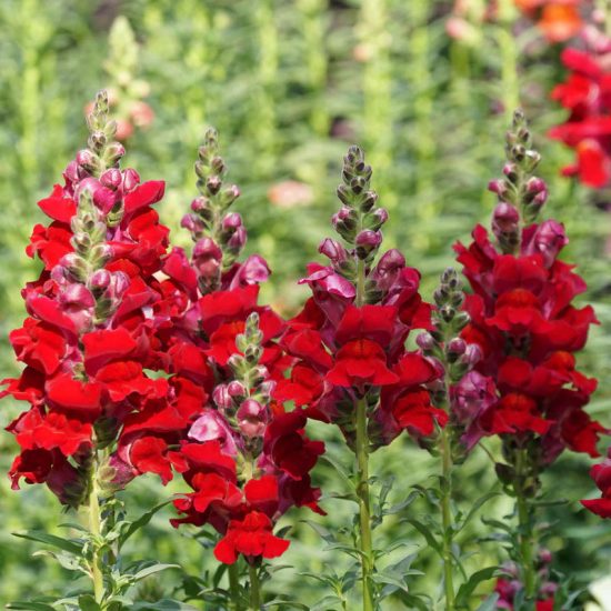 Night and Day Snapdragon Seeds - Image 2