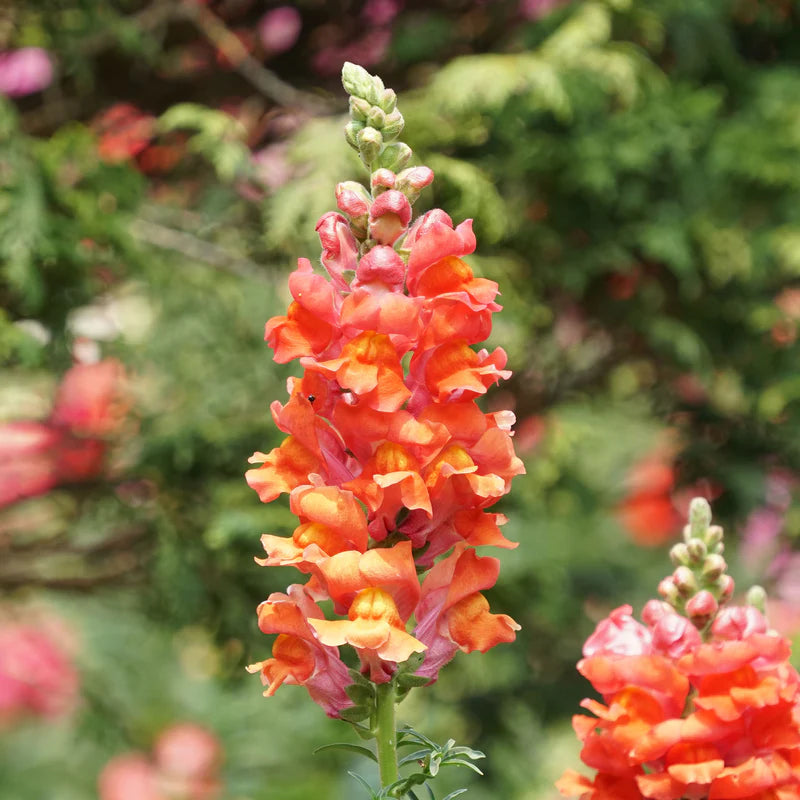 snapdragon-orange-wonder-shk-3 Orange Bicolor Snapdragon Seeds - Image 1