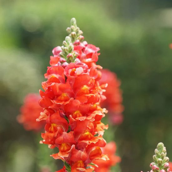 Orange Bicolor Snapdragon Seeds - Image 2
