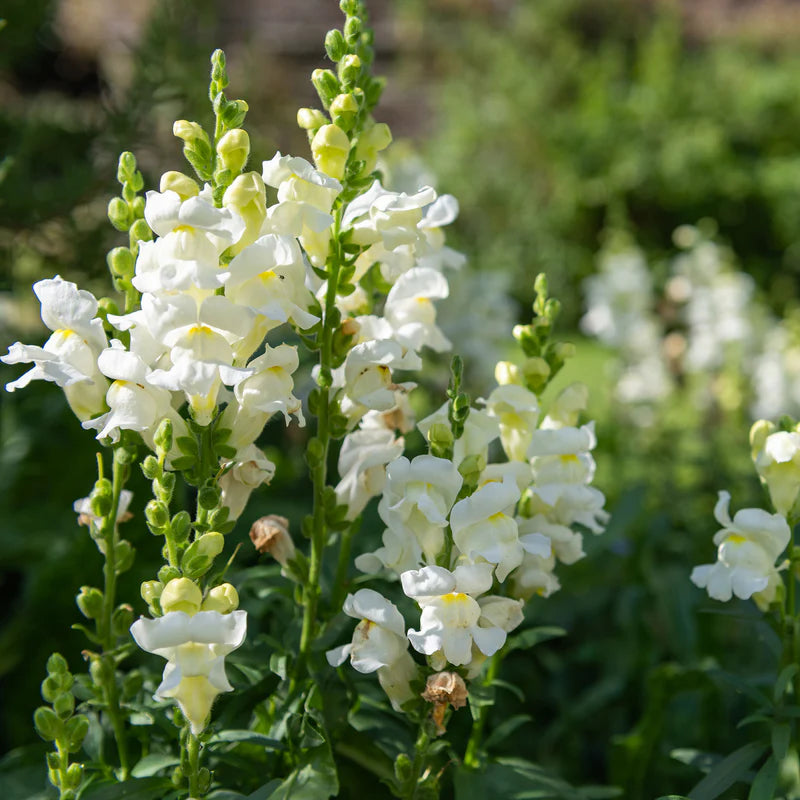 snapdragon-snowflake-shk-3 Snowflake Snapdragon Seeds - Image 1