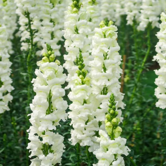 Snowflake Snapdragon Seeds - Image 2