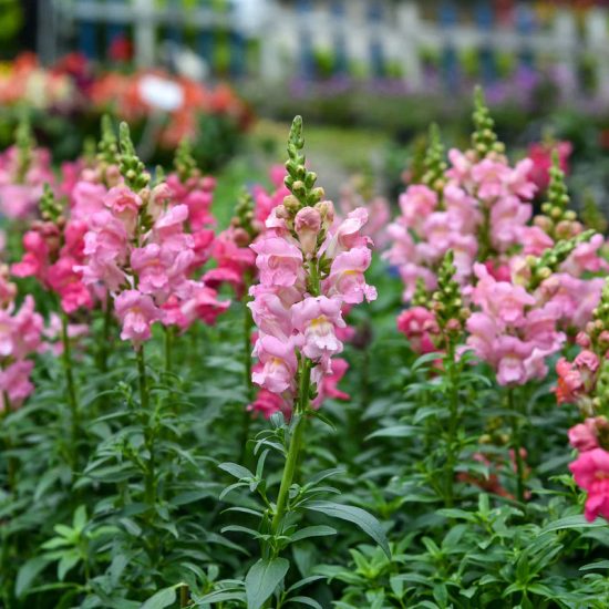 The Rose Snapdragon Seeds - Image 2