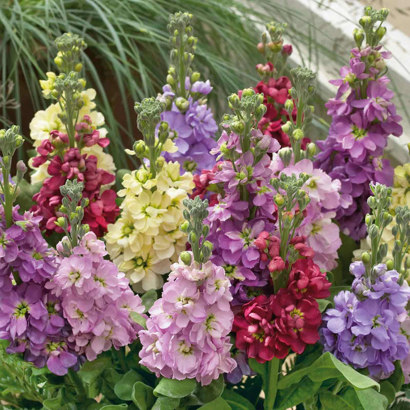 stock-giant-imperial-mix-noa-1 Giant Imperial Mix Stock Seeds - Image 1