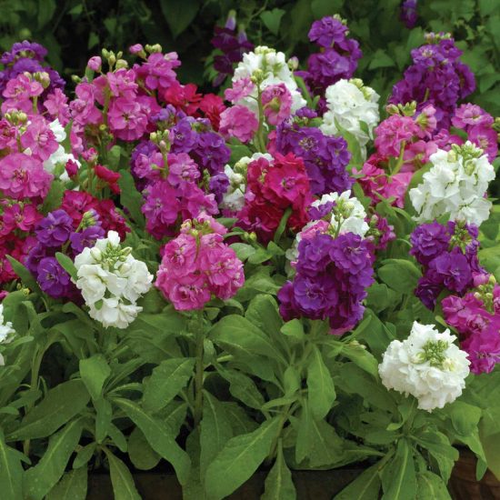 Hot Cakes Mixture Stock Seeds - Image 3