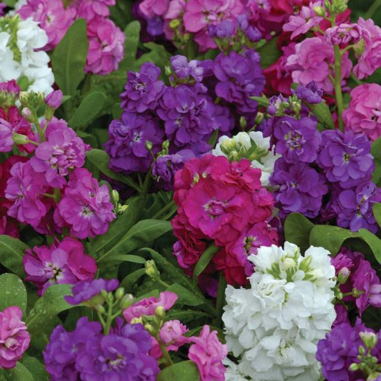 Hot Cakes Mixture Stock Seeds - Image 2