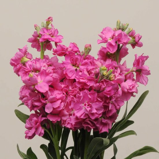 Katz Bright Rose Stock Seeds - Image 2