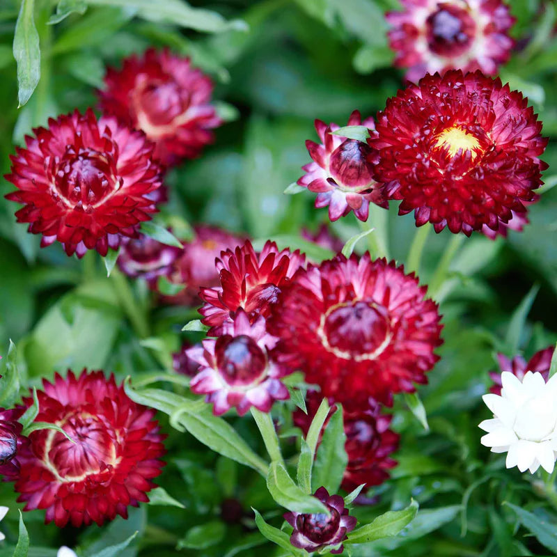 strawflower-purple-red-shk-1 Purple Red Strawflower Seeds - Image 1