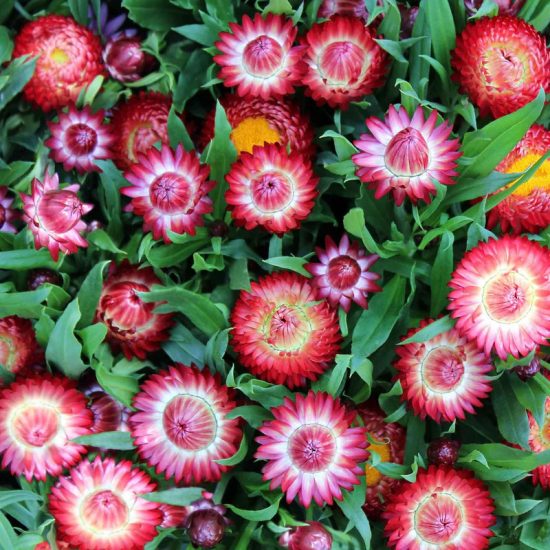 Purple Red Strawflower Seeds - Image 2