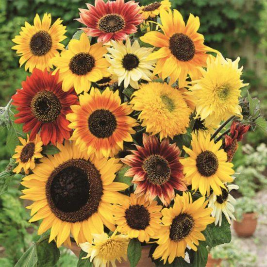 Van Gogh Mix Sunflower Seeds