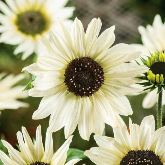 'Italian White' Sunflower Seeds
