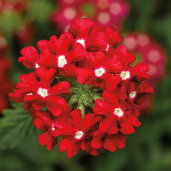 Obsession Red with Eye Hybrid Verbena Seeds - Image 2