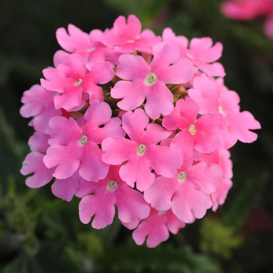 Obsession Mix Hybrid Verbena Seeds - Image 3