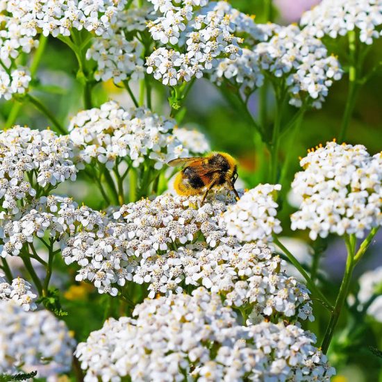 Achillea New Vintage White Yarrow Seeds - Image 3