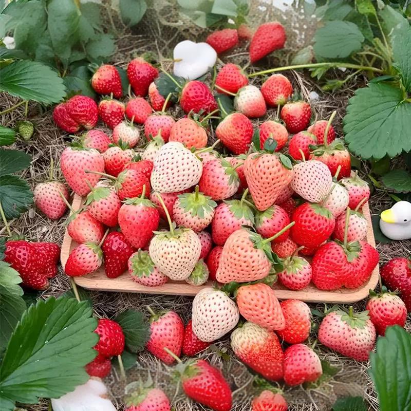 00637be5e3d0307b1f4b8105cdbc07f3 Rainbow Treasure F1 Strawberry Seeds - Image 1