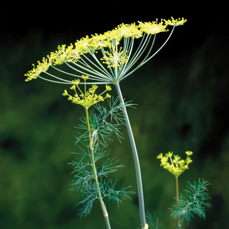00772_1 Organic Dill Seeds - Image 1