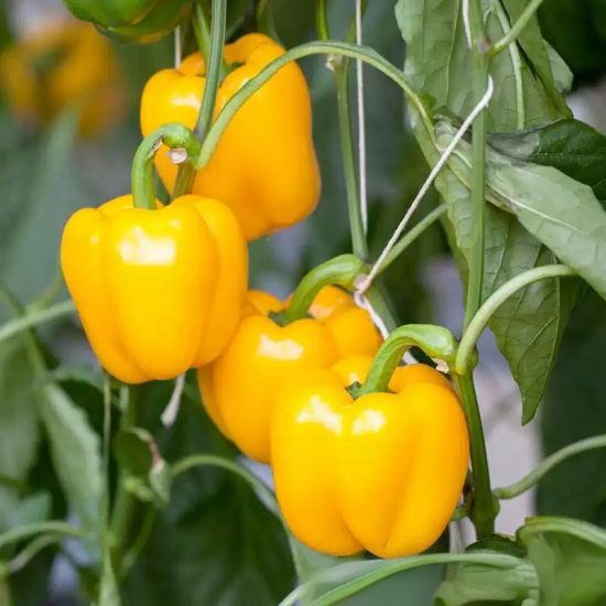 Whopper Hybrid Yellow Bell Pepper Seeds - Image 2