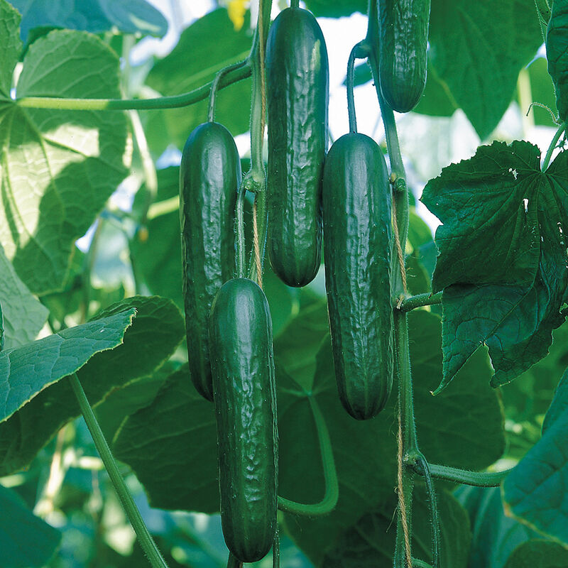 02989_01_socrates Paraiso Organic Cucumber Seeds - Image 1