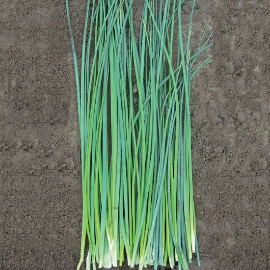 Nelly Organic Chive Seeds - Image 2