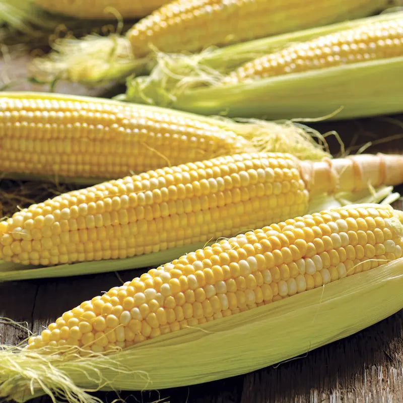 05587 Honey 'N Pearl Sweet Corn Seeds - Image 1