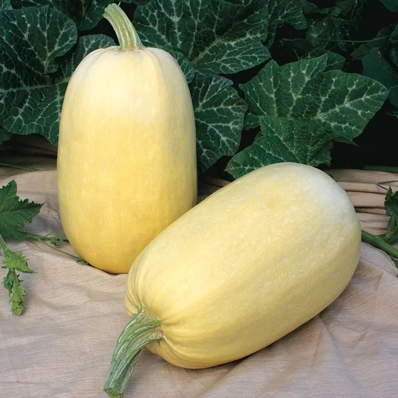 05792-pk-p1 Tivoli Hybrid Spaghetti Squash Seeds - Image 1