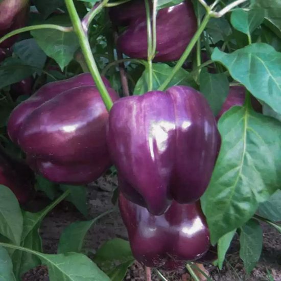 Purple Beauty Sweet Pepper Seeds - Image 2