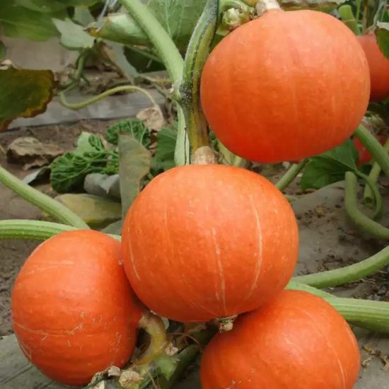 Wee-B-Little Pumpkin Seeds - Image 2