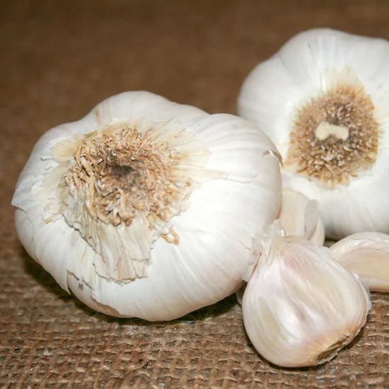 Garlic Nootka Rose Bulbs