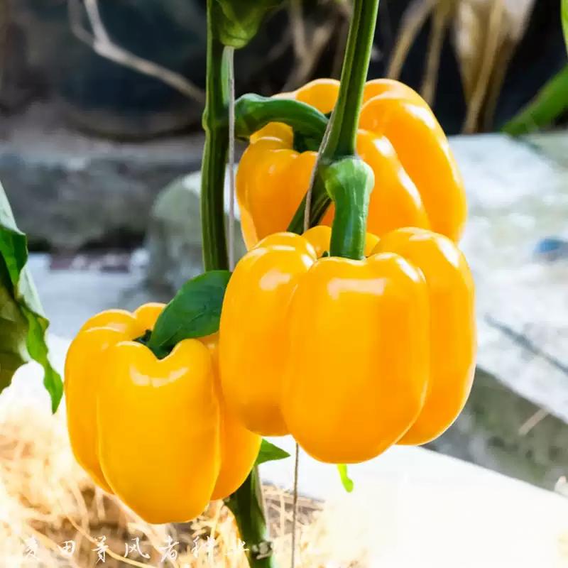 4d6b960bbb7567ebf785dbc8e11f1fae Whopper Hybrid Yellow Bell Pepper Seeds - Image 1
