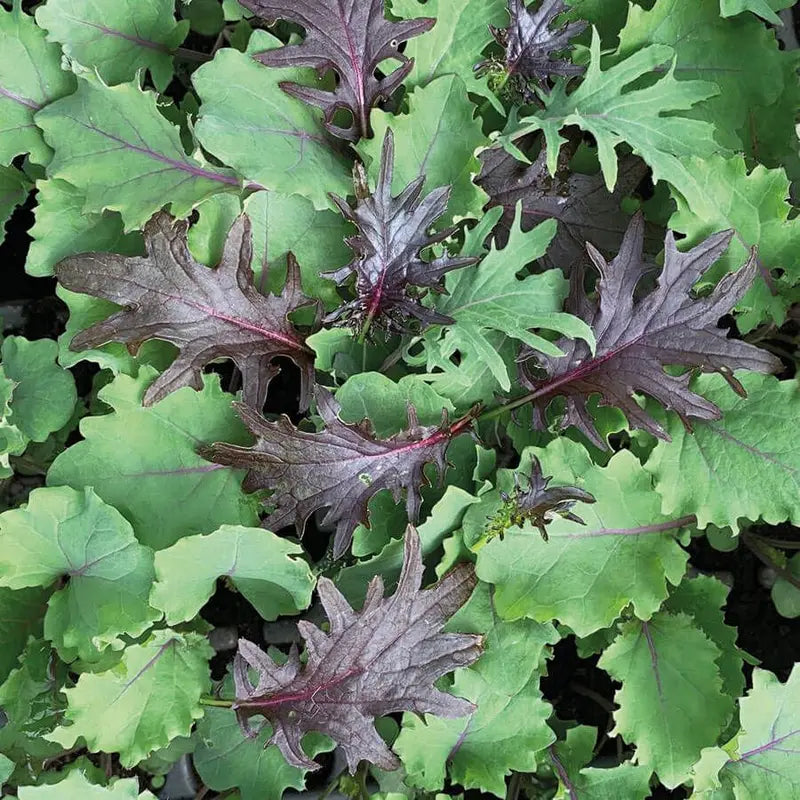 52838-pk-p1 Baby Leaf Mix Kale Seeds - Image 1
