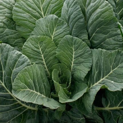 Georgia Southern Collard Seeds