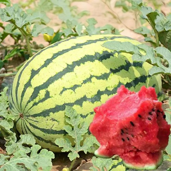 Sweet Beauty Hybrid Watermelon Seeds - Image 2